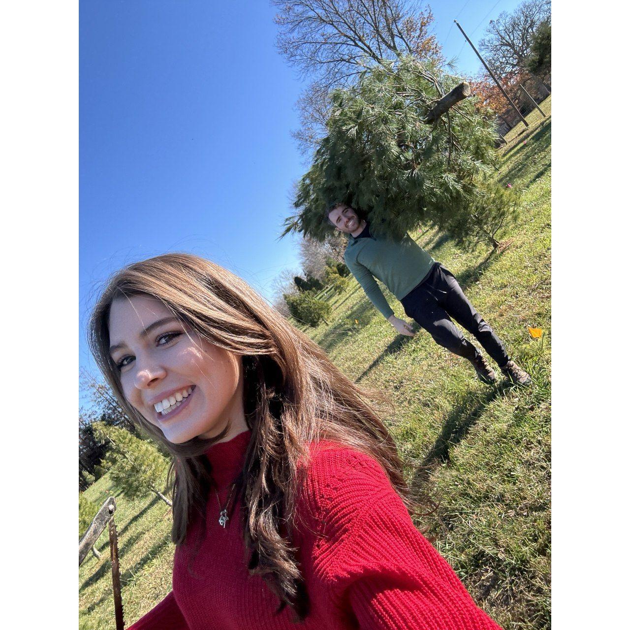 We got our first Christmas tree!