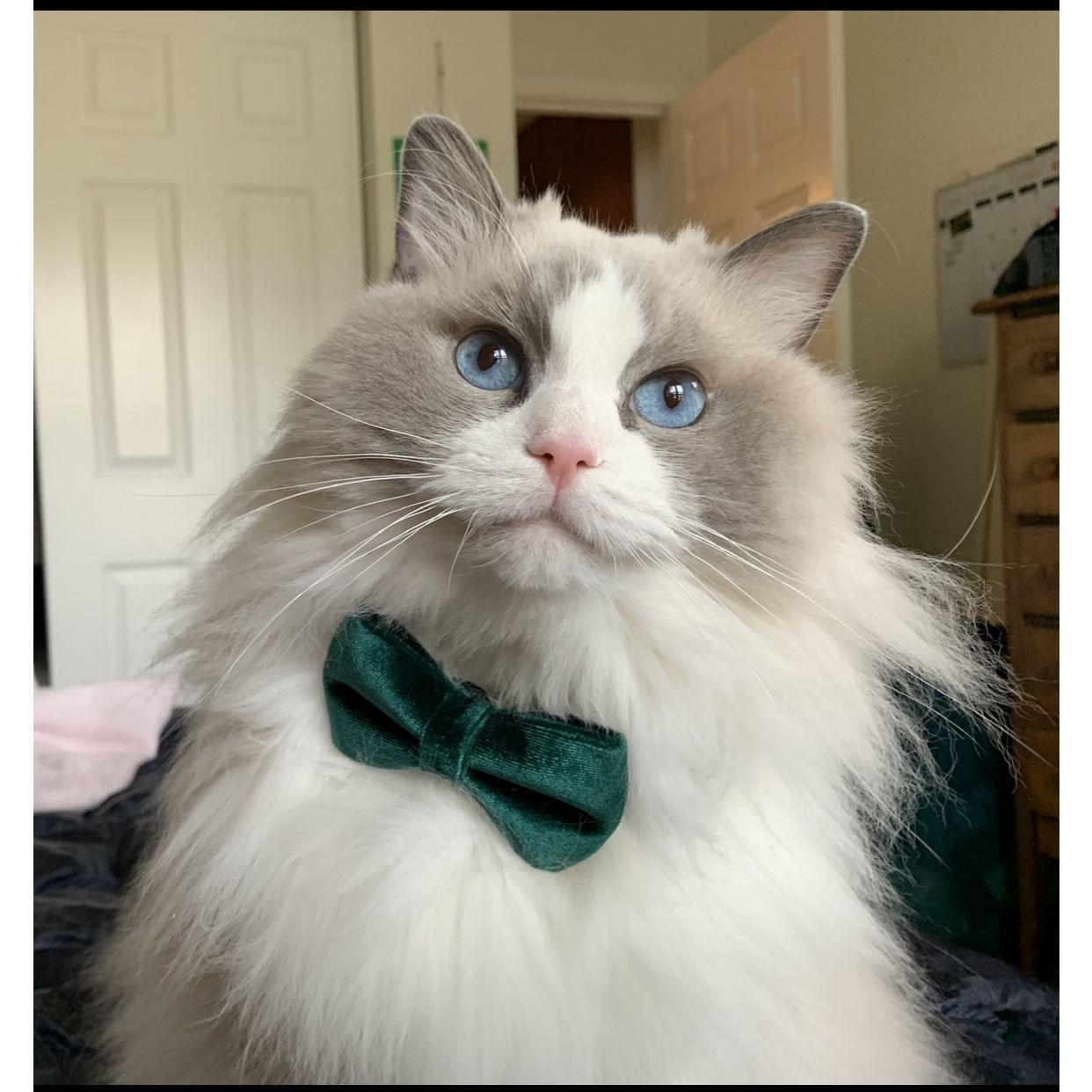 Our kitty River!