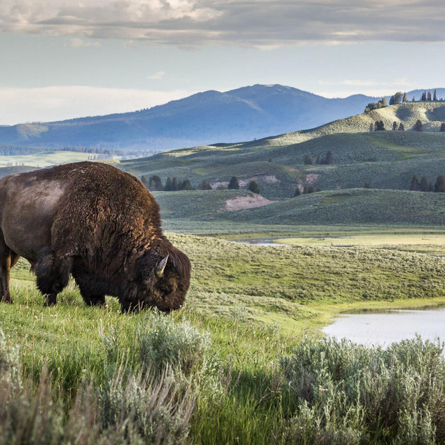 Yellowstone Lodging