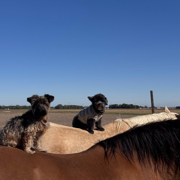 Contribute to our new barn & home build! 🐴🏠👨🏻‍🌾