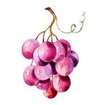 LOLA Wines