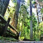 Cathedral Grove