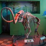 Florida Museum of Natural History-Exhibits