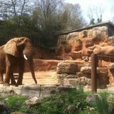 Greenville Zoo