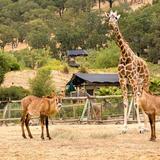 Safari West