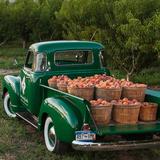Talbott Farms