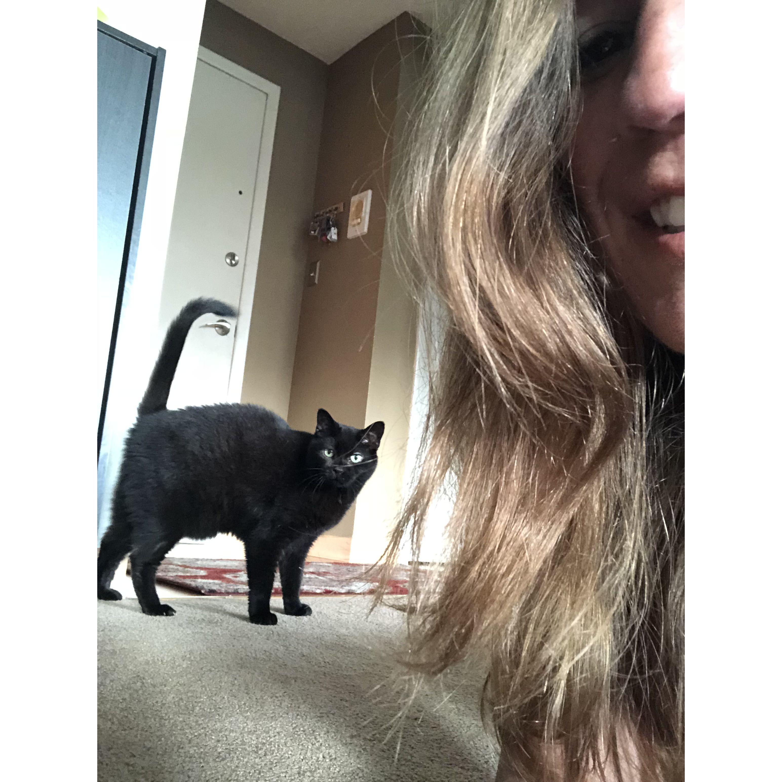 Bobbi's scary kitty pose
