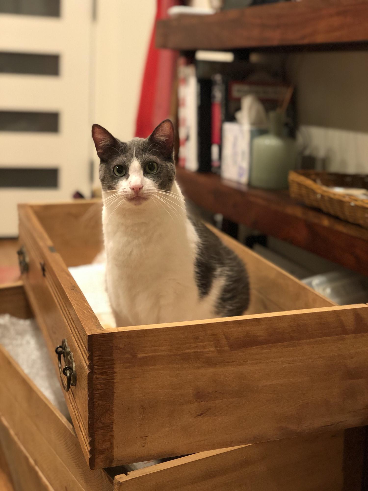 This is Muki, our cat. Well she’s technically Jess’s cat who has learned to tolerate the presence of James only when she’s hungry.