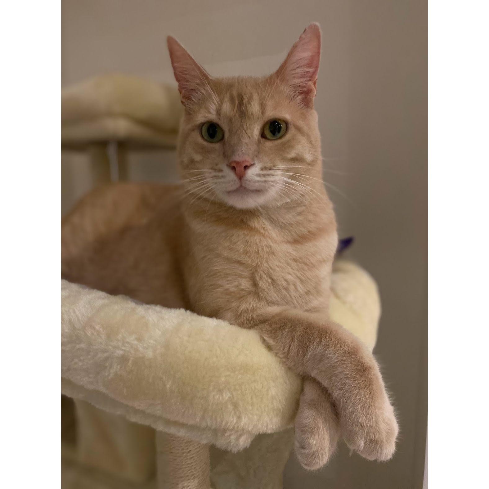 Simon, our toothless street cat of Montmartre