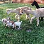 Walk goats at Vidbel Mountain Homestead