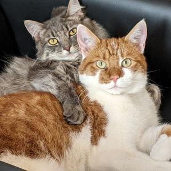 Pet Fund