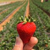 Kenny's Strawberry Farm