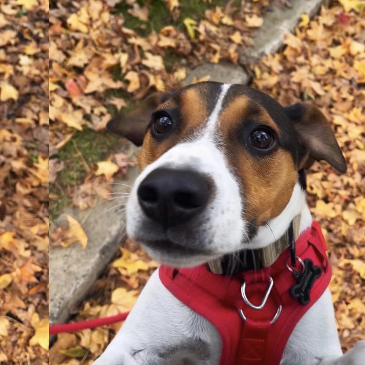 Our part-time pup