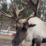 Leavenworth Reindeer Farm