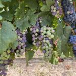 San Miguel Vineyard