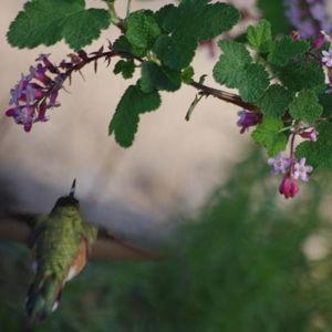 California Currant (2)