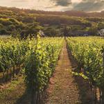 Monticello Wine Trail