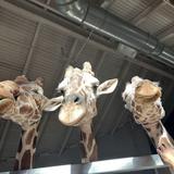 Cheyenne Mountain Zoo
