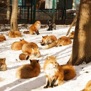Train Fare and Entry into Fox Island - Credit Card