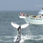 Rudee Tours