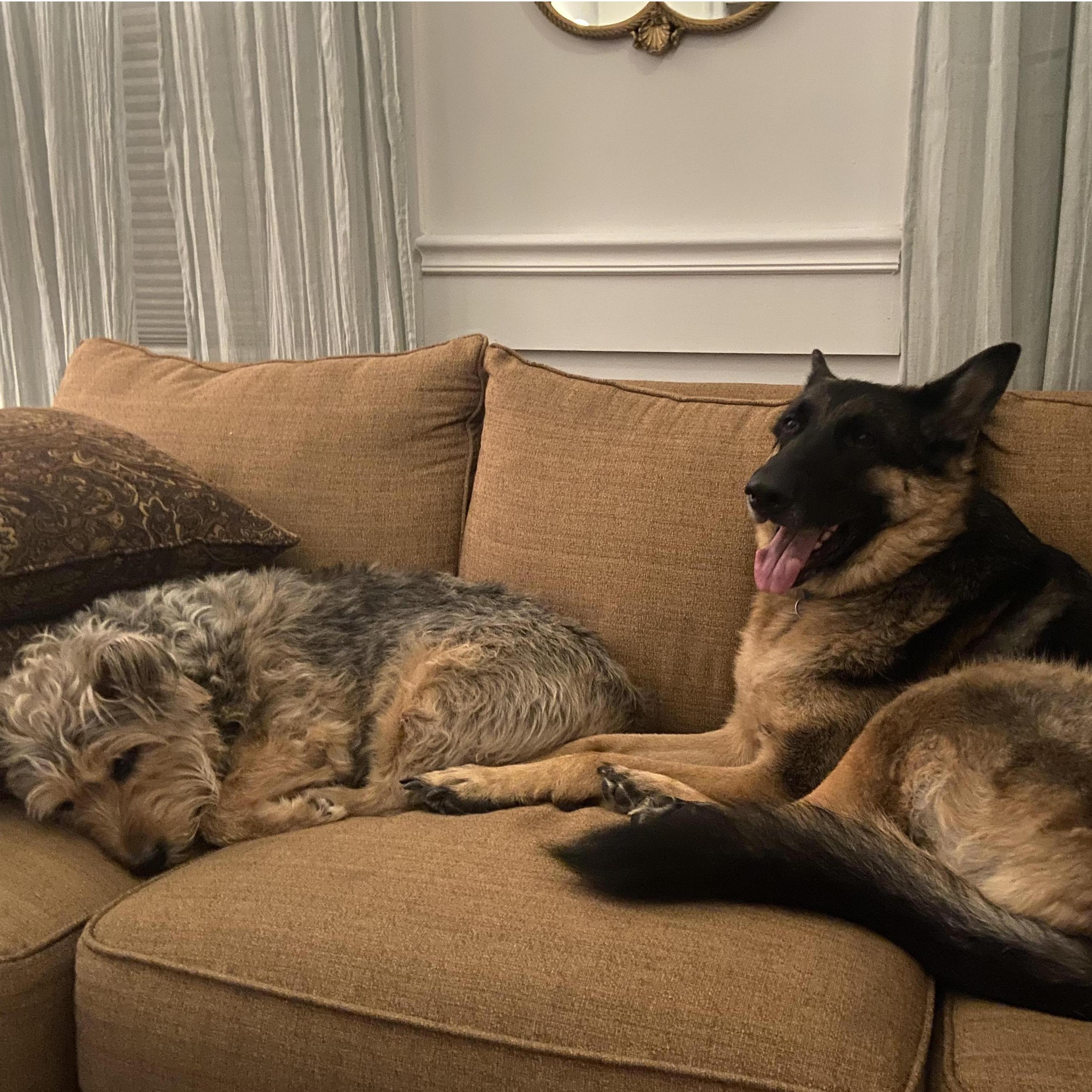 Never a dog person, Michael moved in with these two beautiful pups, and now Sharon is a crazy dog mom with a folder on her phone of dog pictures (like this one)