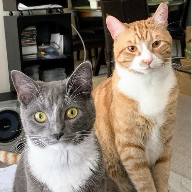 Our fur babies finally behaving!