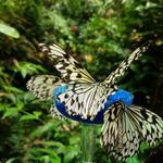 Magic Wings Butterfly Conservatory