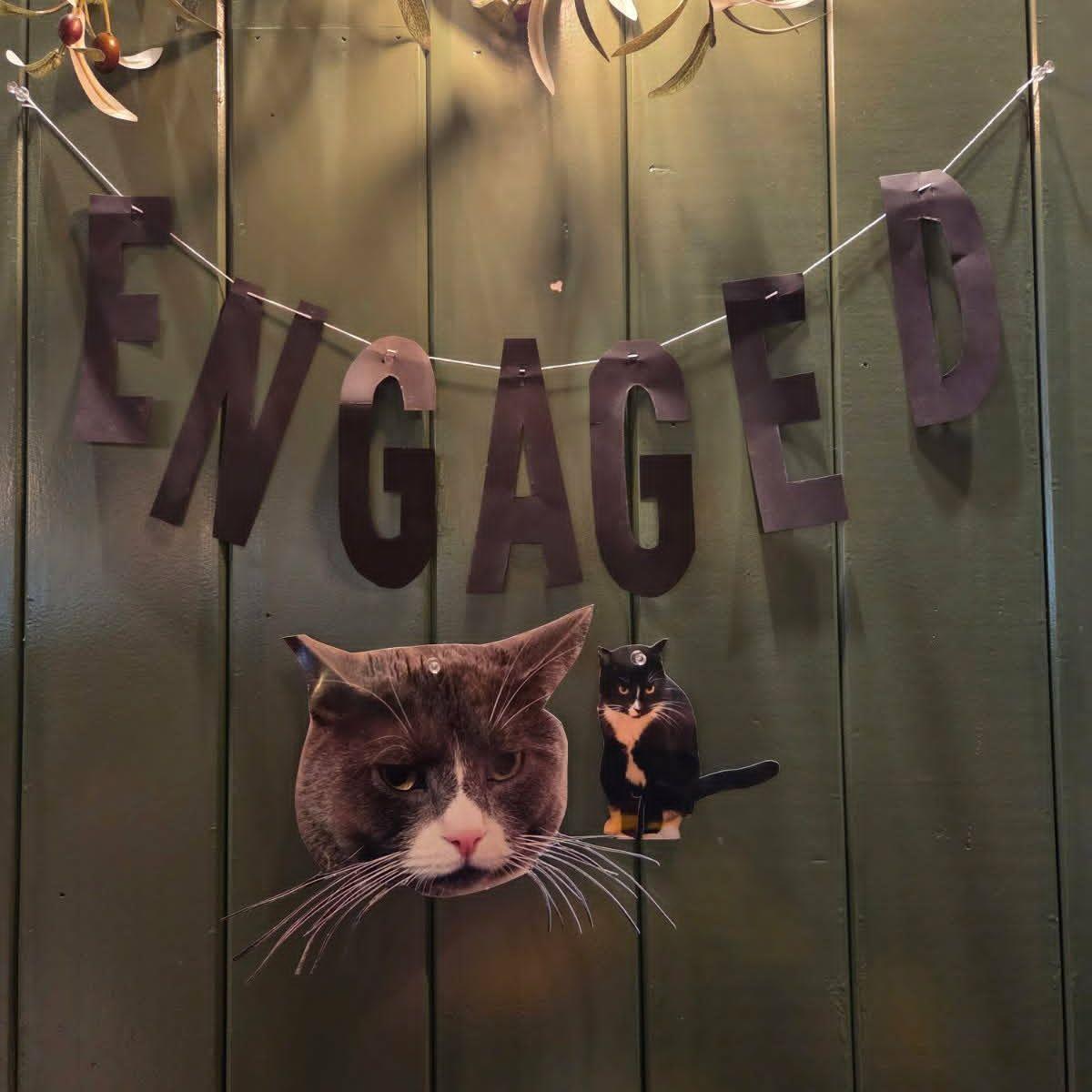 Bean and Tootsie celebrating our engagement