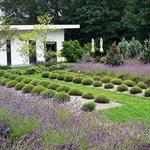 Summerhouse Lavender Farm