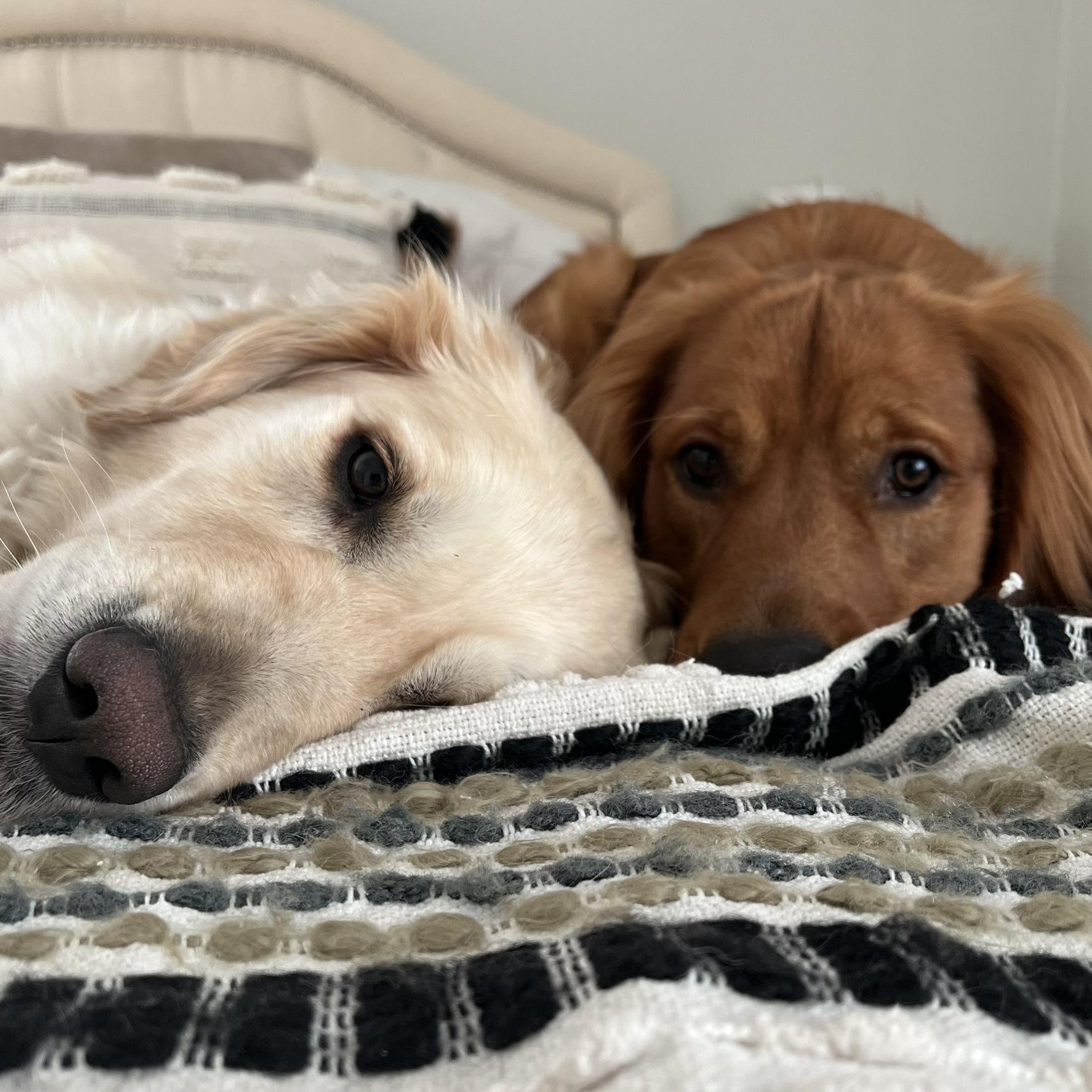 Rayne and Shadow