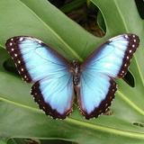 Butterfly Wonderland