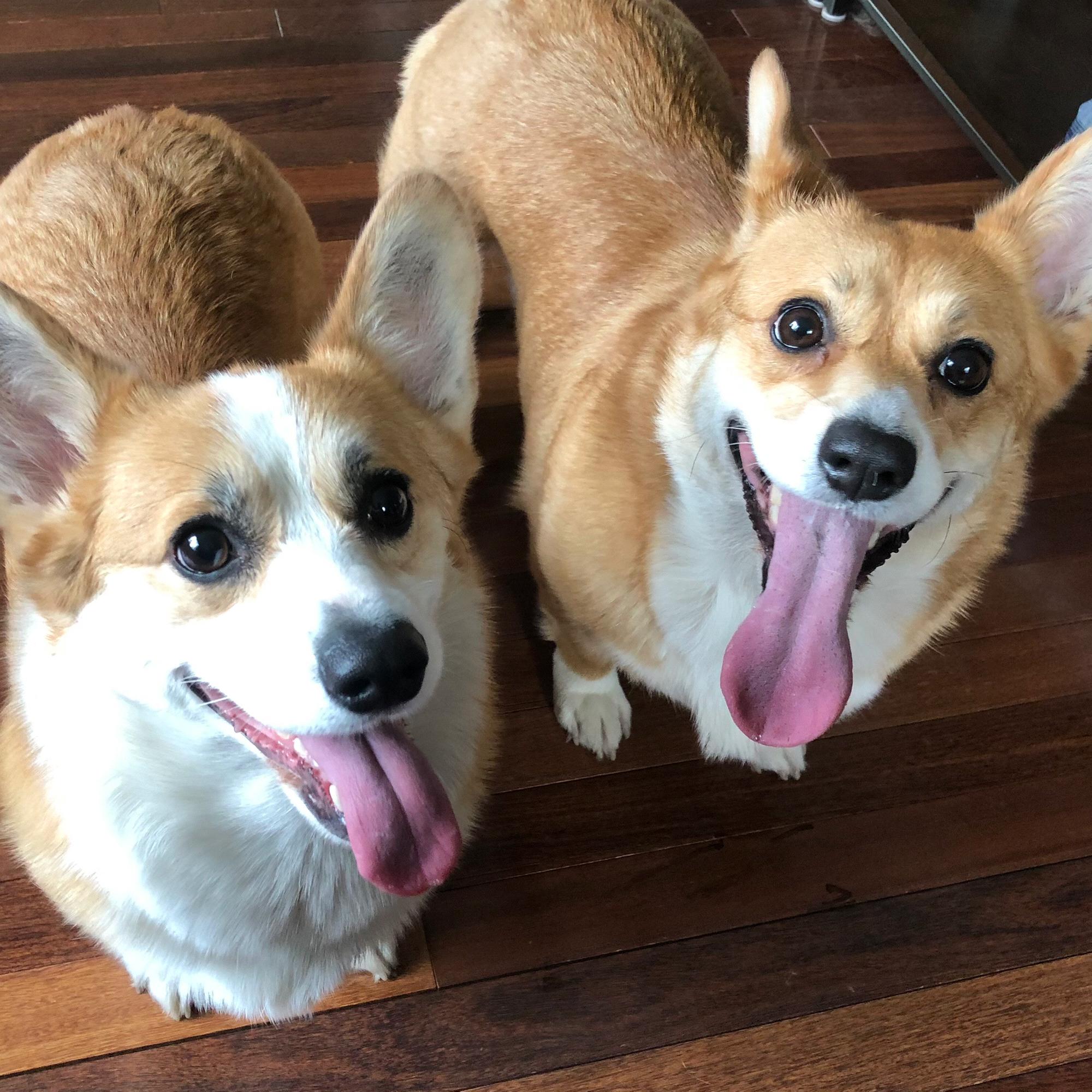 Pippa and Corgirella