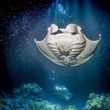 Manta Ray Night Snorkel