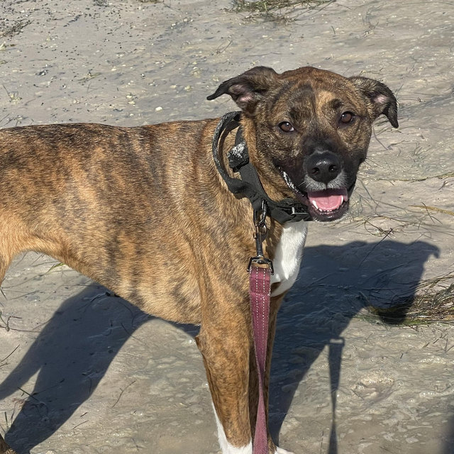 Italy: Vera Dog Sitter Fund