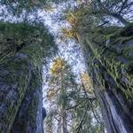 Olympic Peninsula / Rainforest