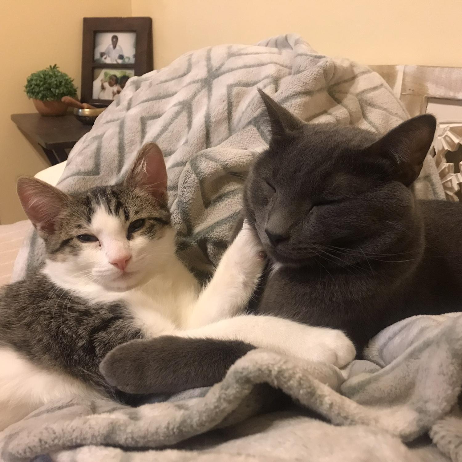 Our fur babies!