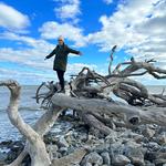 Driftwood Beach