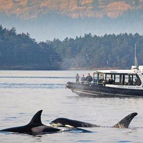 Whale Watching