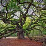 Angel Oak Tree
