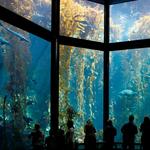 Monterey Bay Aquarium