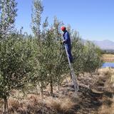Oakhurst Olives