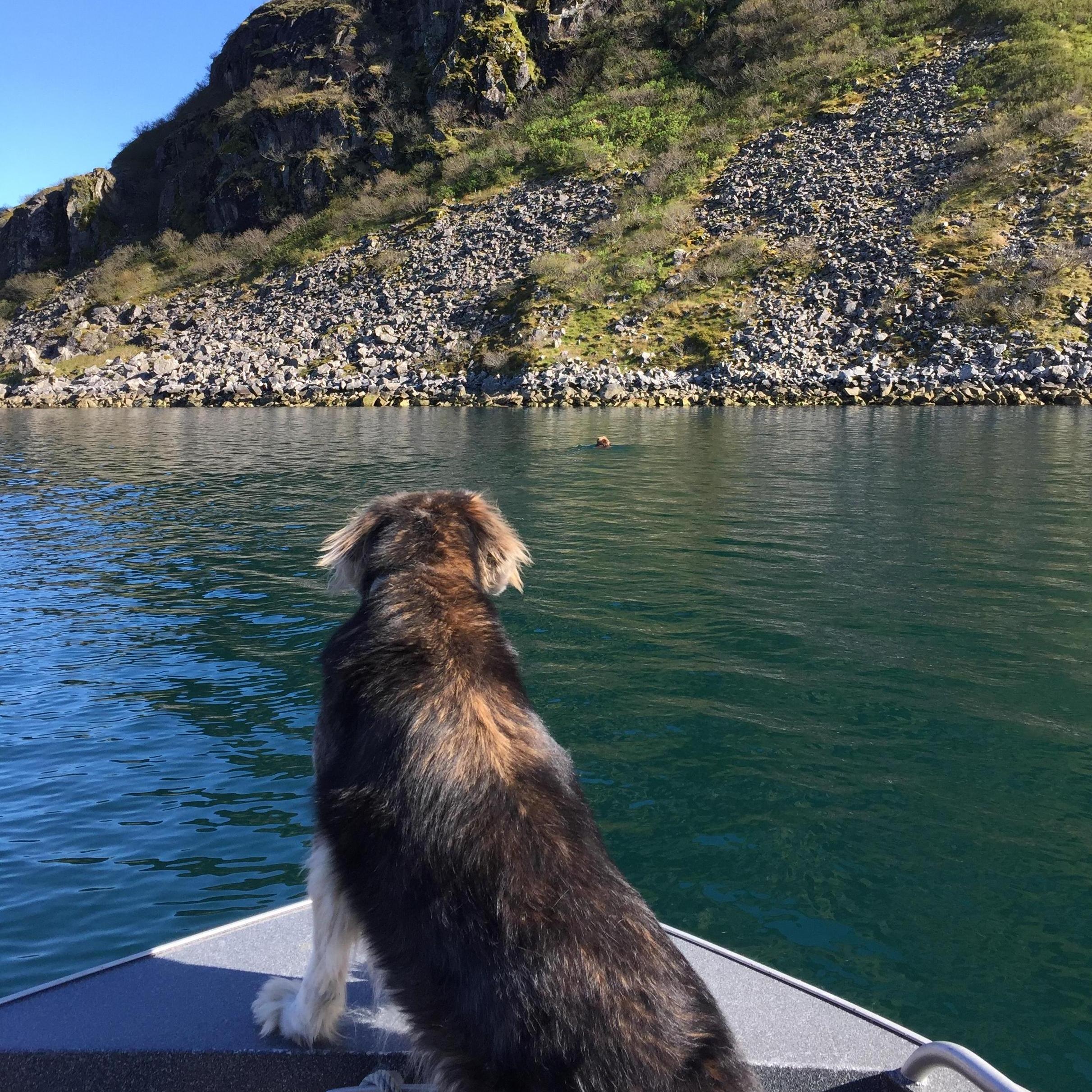 Kio watching a bear swim across the bay