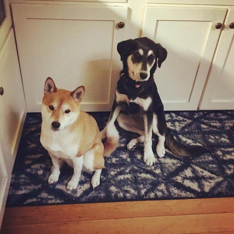 Our favorite pals, Hobbs and Siggy!