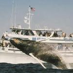Cape Ann Whale Watch