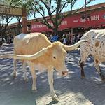 Fort Worth Herd