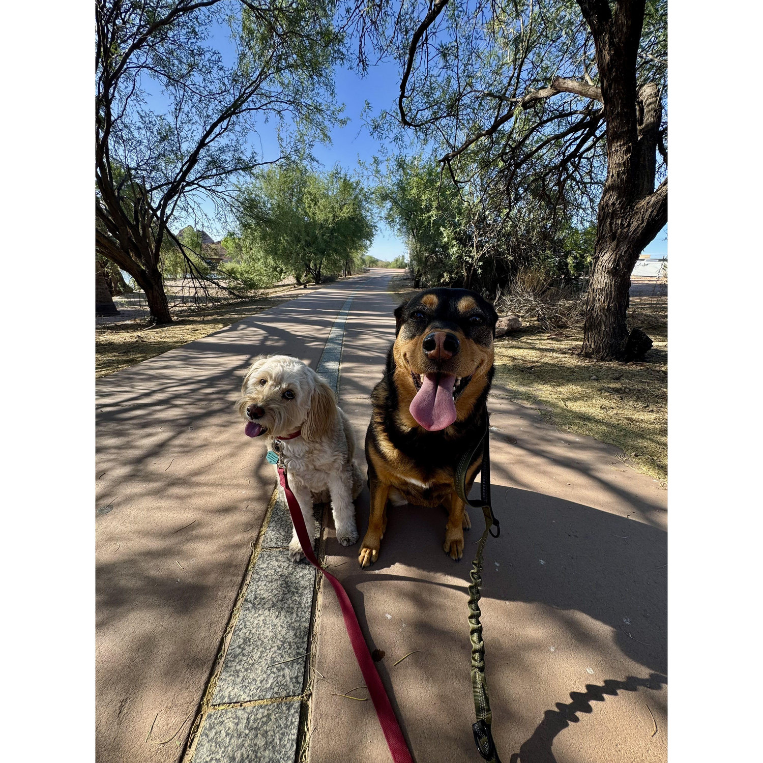 Papago walks