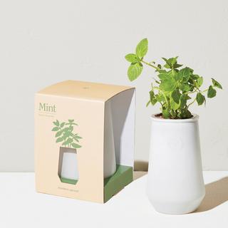 Mint Tumbler