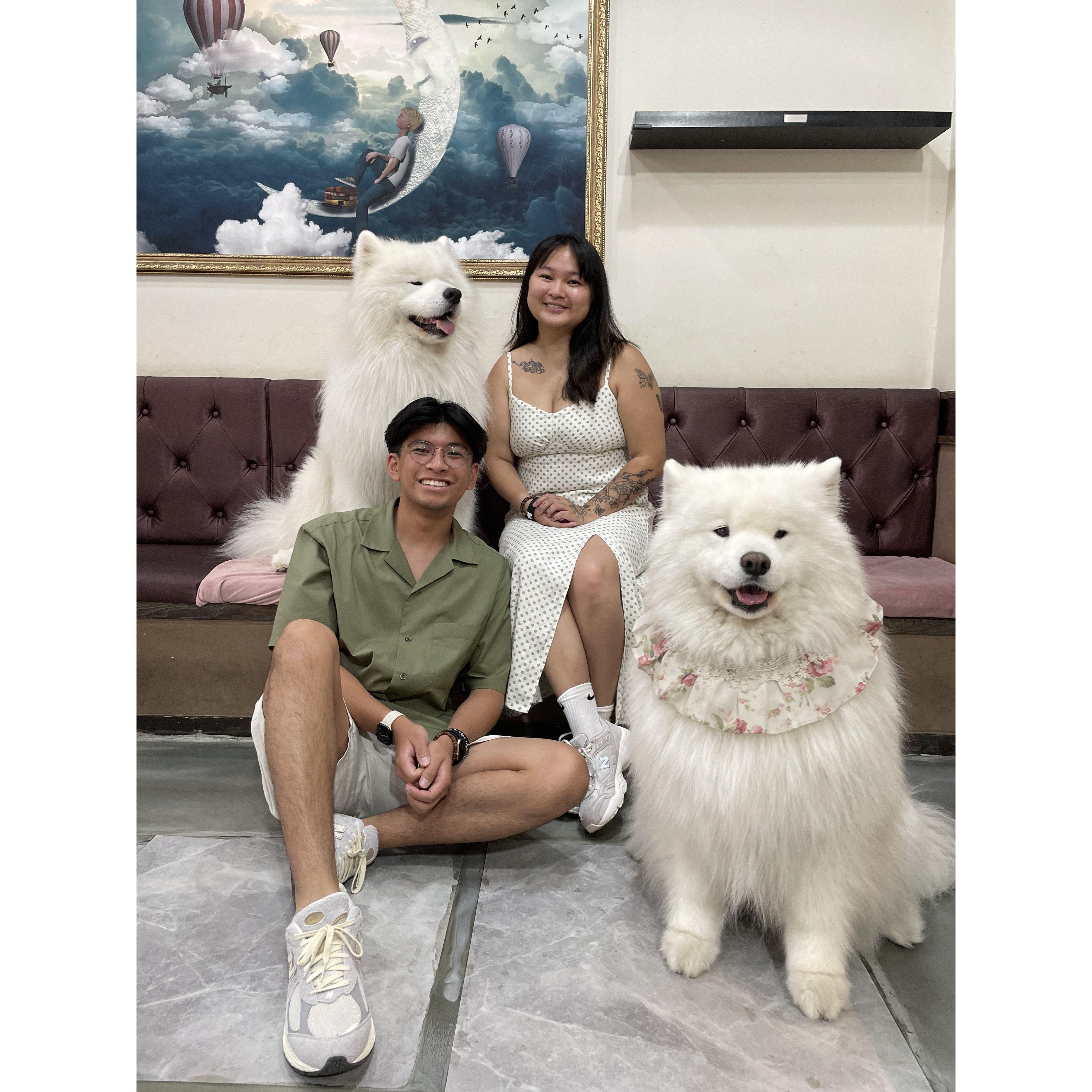 Samoyed cafe, South Korea
