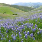Fort Ord National Monument
