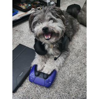Our gamer boy Kota